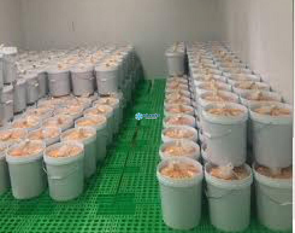 Kho cấp đông